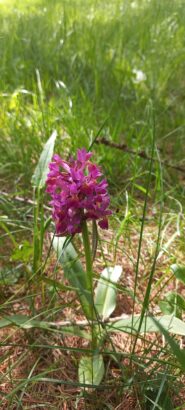 Orchidea sambucina (Dactyloriza sambucina)