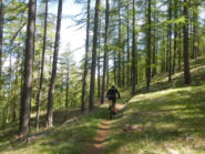 bel bosco di conifere