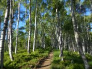 Nel bosco del Brusei