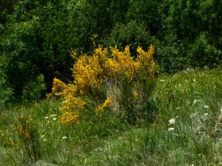 Le prime ginestre