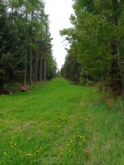 Pista da fondo 