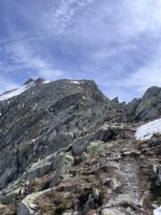 cresta per la fibbia