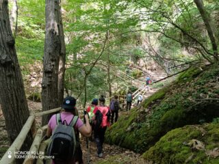 percorso nel bosco