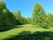 Uscita dal bosco presso i Prati Sopra le Balze 