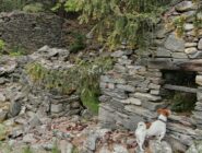 Grand Poignon case crollate coperte dagli Alberi 
