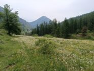 Verso Upega tra fioriture di tarassaco 