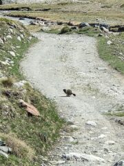 Marmotta in fuga.