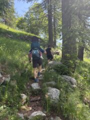 salendo nel bosco 