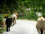 Animali allo stato brado