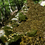 Nel bosco