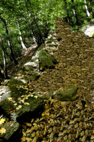 Nel bosco