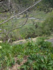 Edo e il giardinaggio