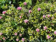 Fioritura lungo il percorso