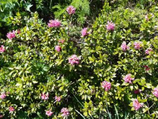 Fioritura lungo il percorso