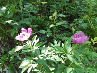 peonie sull'omonimo sentiero
