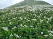fioritura di anemoni sul costone displuviale  Casotto/Tanaro
