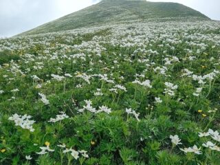 fioritura di anemoni sul costone displuviale  Casotto/Tanaro