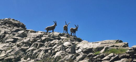 Sull'anticima tanti stambecchi