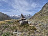 Verso grivola e gran paradiso 