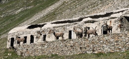La casermetta è ben abitata