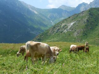Primi giorni di pascolo