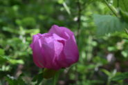 peonia...