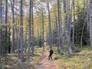Nel bosco sotto Bardoney