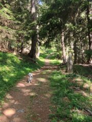 Il fresco bosco apprezzatissimo da Joy