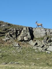 Un coppia di giovani stambecchi a cresta Nera