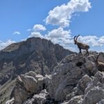 Stambecchi sulla sommità della cresta poco prima della cima, su sfondo il chapeau de gendarme