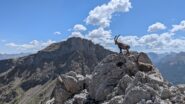 Stambecchi sulla sommità della cresta poco prima della cima, su sfondo il chapeau de gendarme
