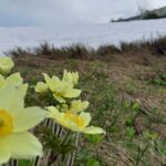 Fiori nei pressi della chiesetta