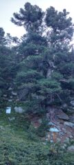 Bosco delle Alevè