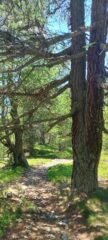 Bosco delle Alevè