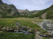 Il pianoro fiorito che precede la bella Alpe Vercoche.