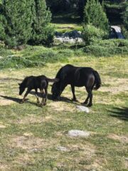 Cavalli al pascolo 