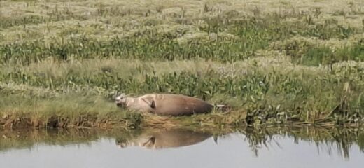 Foca nella baia di Veys