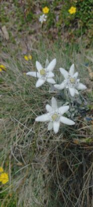 Stelle alpine