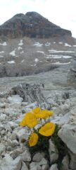 Piz Boè e fioriture, nei pressi del rifugio Boè
