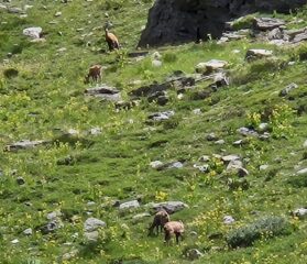 Camosci al pascolo 