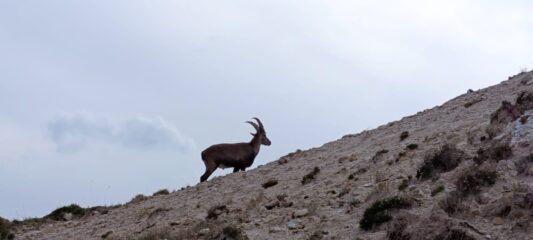 Quello dell ammezzato 