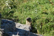 Marmotte a gogò