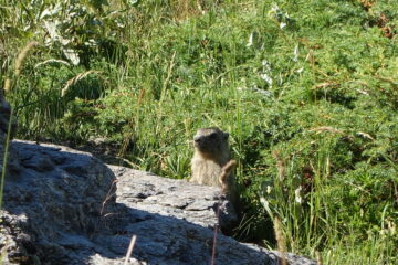Marmotte a gogò