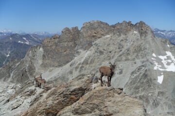 Stambecchi in cima