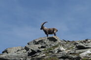 Tanti stambecchi verso la cima della Fiutrusa