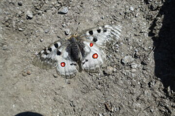 Parnassius apollo