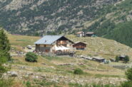 Il jervis