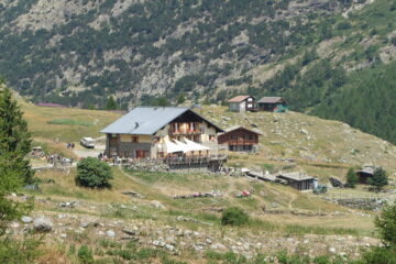 Il jervis