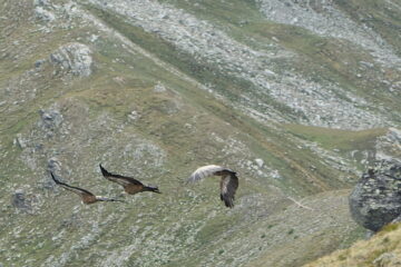 In volo