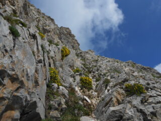 La cengia fiorita